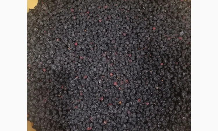 Продам сушену чорницю ( зібрану у липні 2024р.) - фото № 2