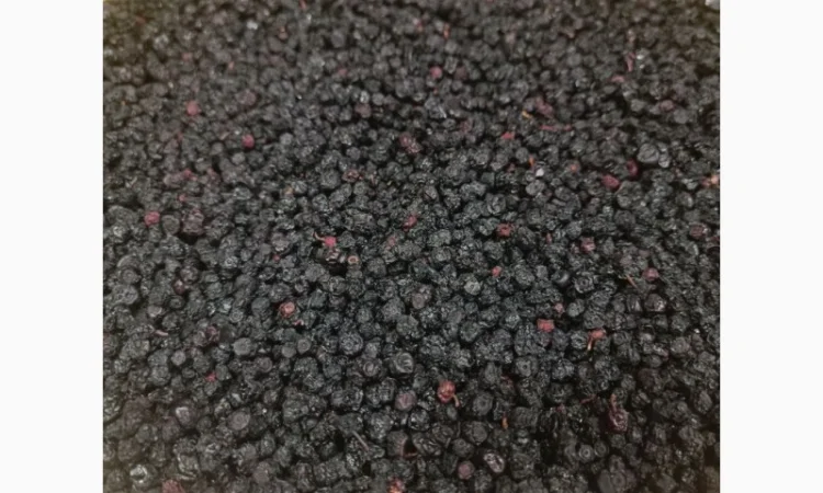 Продам сушену чорницю ( зібрану у липні 2024р.) - фото № 3