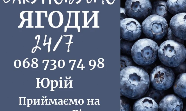 Закуповуємо свіжу чорницю - фото № 1