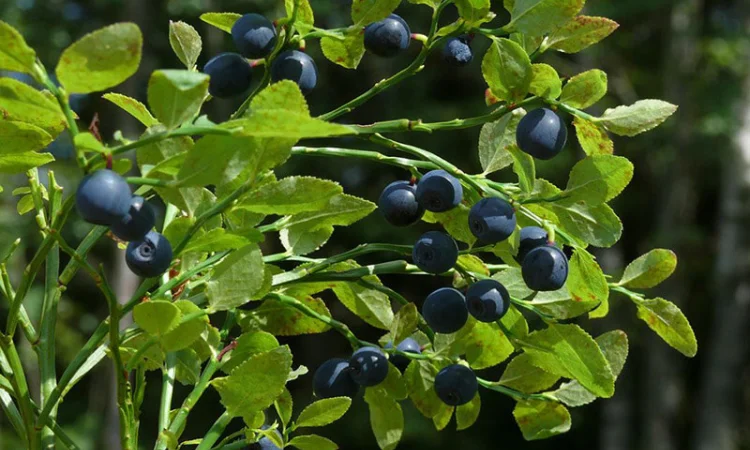 Куплю чорницю оптом від 5 тонн на заморозку - фото № 1