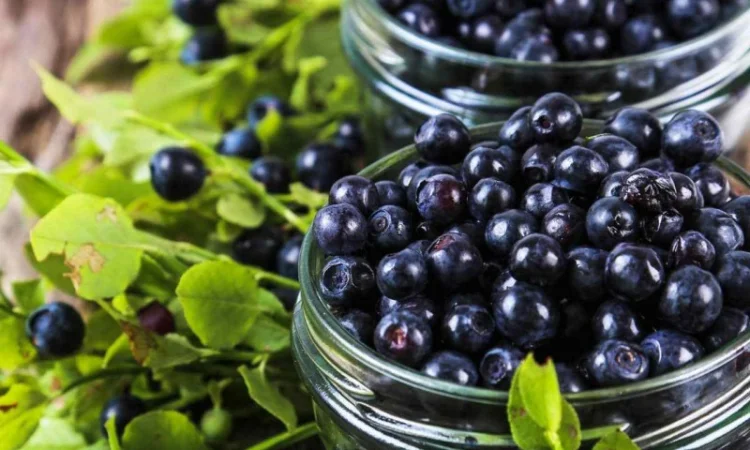 Закупка чорниці на заморозку оптом від 5 тонн - фото № 1