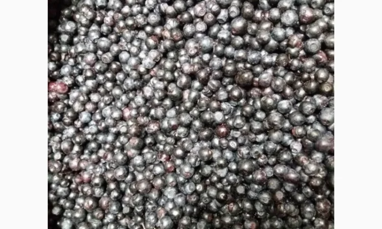 Закуповуємо чорницю 2024 сезон - фото № 1