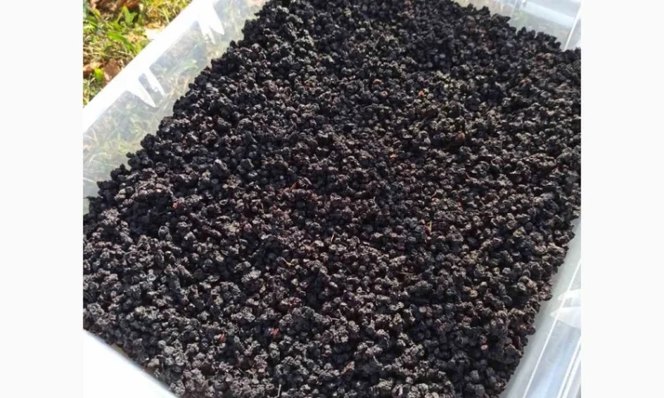 Продам сушену чорницю хорошої якості - фото № 1