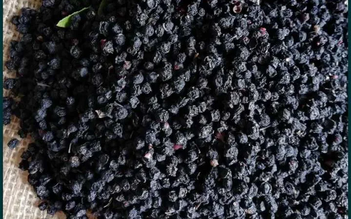 Сушена чорниця - фото № 1