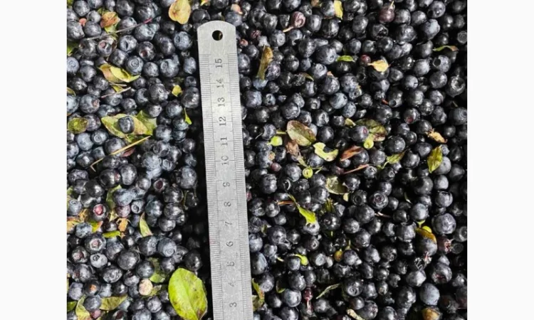 Куплю чорницю заморожену - фото № 1