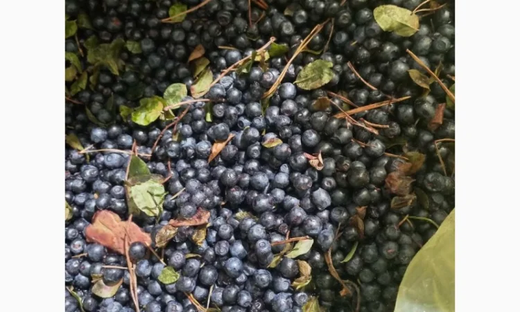 Продам морожену чорницю оптом - фото № 1