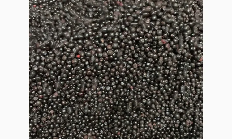 Продам чорницю - фото № 1