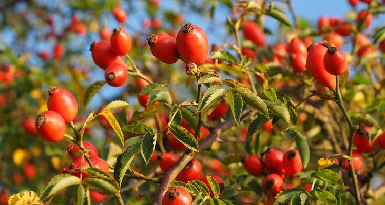 Продам шипшину сушену - фото № 1