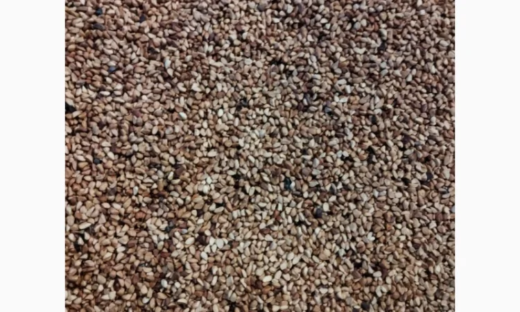 Продам косточку шиповника, Днепр - фото № 1