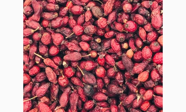 Продам шиповник - фото № 1