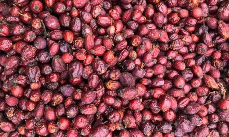 Продам шиповник - фото № 2