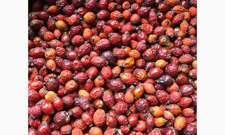 Продам шипшину - фото № 1