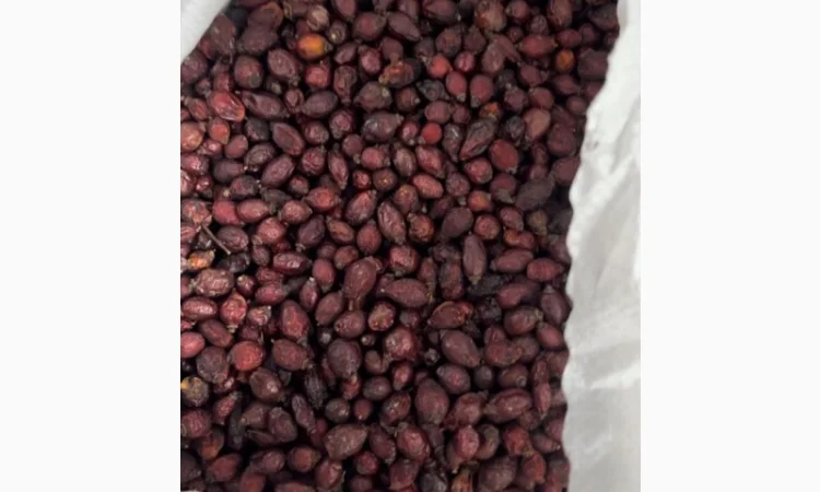 Продам сухі ягоди шипшини - фото № 1