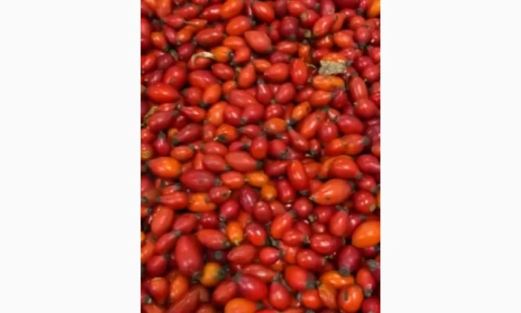 Продам заморожену шипшину - фото № 1