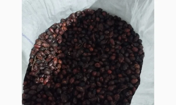 Продам шипшину з сушки - фото № 1