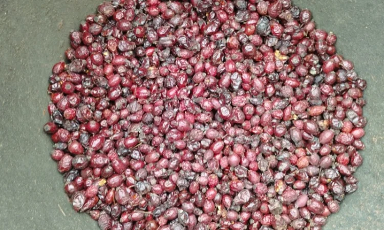 Продам шипшину з сушки - фото № 3