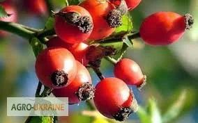 Пропонується шипшина - плоди для вашого здоров'я - фото № 1