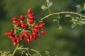 Куплю свіжу шипшину - фото № 1