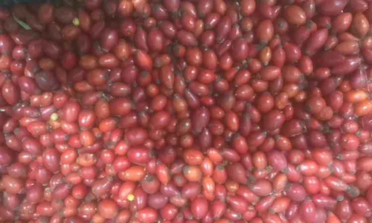 Продам шипшину заморожену - фото № 1