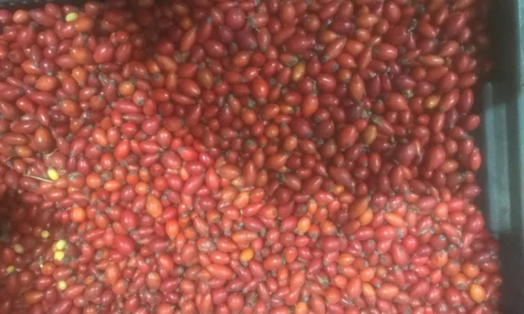 Продам шипшину заморожену - фото № 2