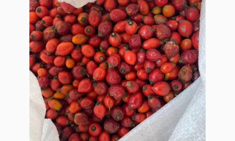 Куплю свіжу шипшину - фото № 1