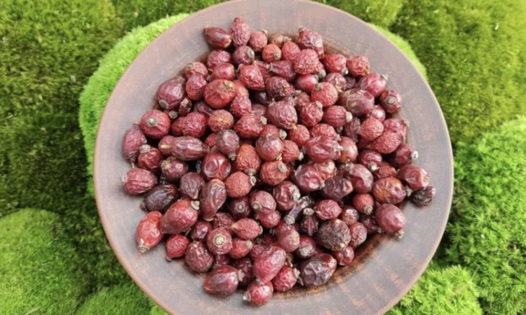 Шипшина, шиповник, чёрный шиповник - фото № 1