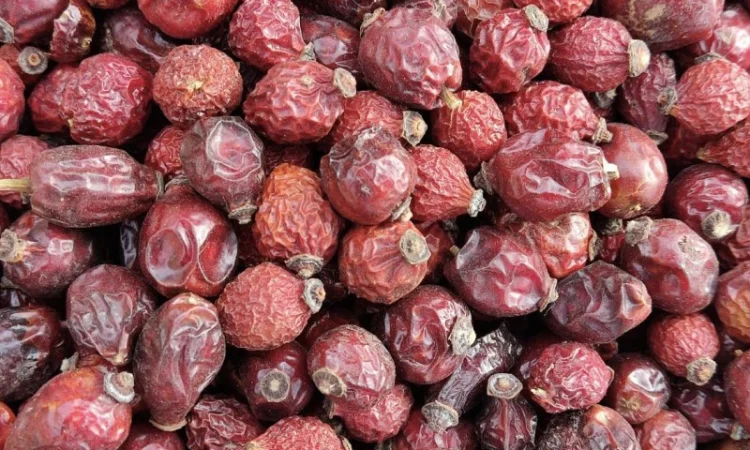 Шипшина, шиповник, чёрный шиповник - фото № 2