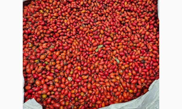 Продам шипшину оригінал заморожену - фото № 1