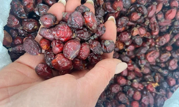 Продам шипшину суху - фото № 3