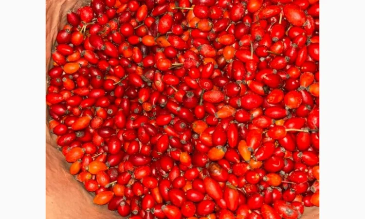 Заморожена шипшина - фото № 1