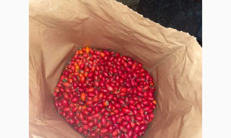 Продам шипшину морожену (оригінал) - фото № 1