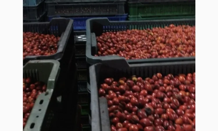 Шипшина ягода свіжа - фото № 1