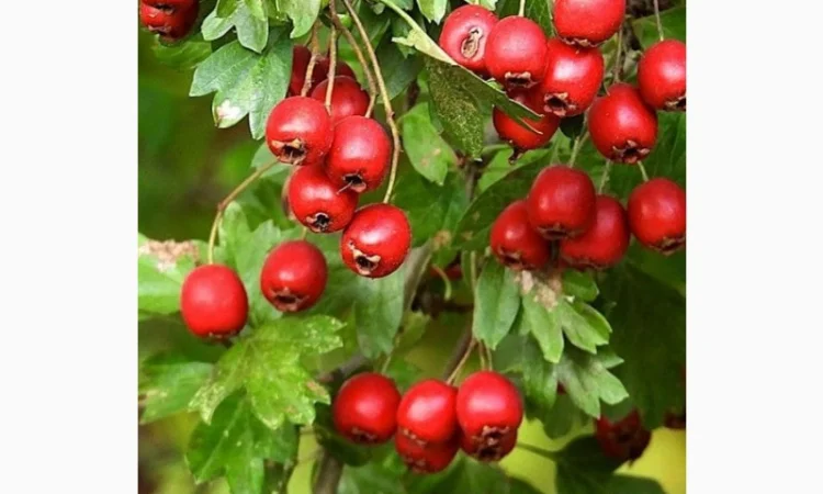 Купуємо Шипшину, Глід(Бояришнік), Бузина коріння-Алтей, лопух - фото № 1