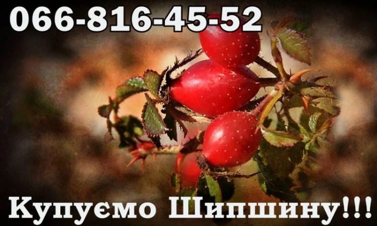 Підприємство закуповує Шипшину оптом!Дорого - фото № 1