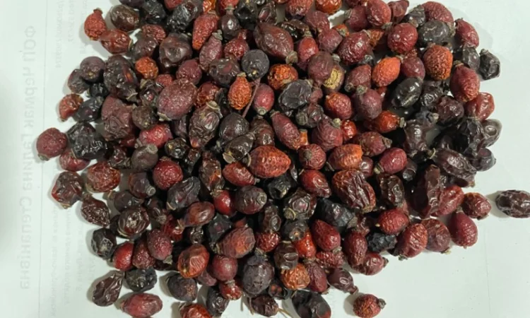 Продам плоди сушеної шипшини - фото № 1