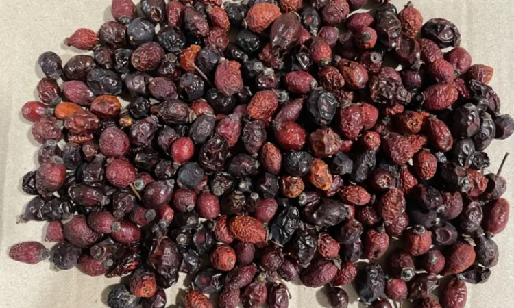 Продам плоди сушеної шипшини - фото № 2