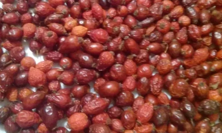 Продам ягоди шипшини - фото № 1