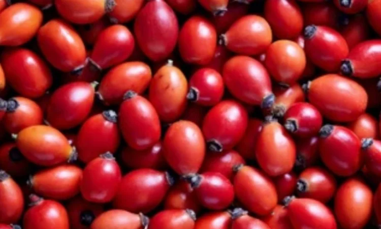 Продам Шиповник от производителя - фото № 1