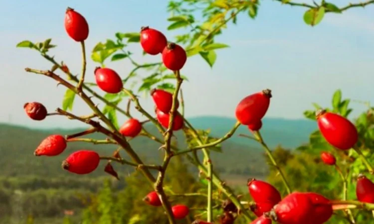 Продам шипшину оптом - фото № 1