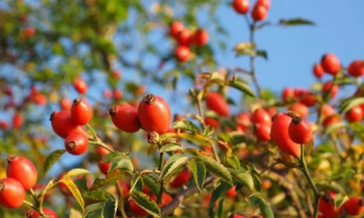 Продам шипшину оптом - фото № 2