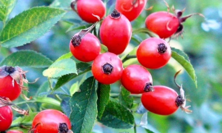 Продам шипшину оптом - фото № 3