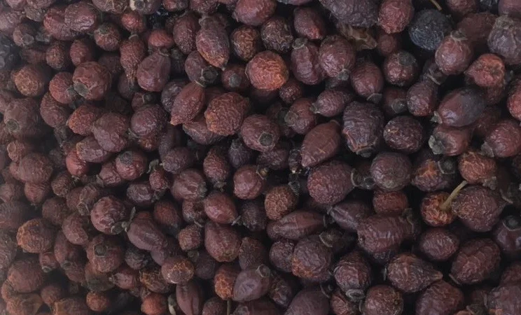 Шипшина - фото № 2