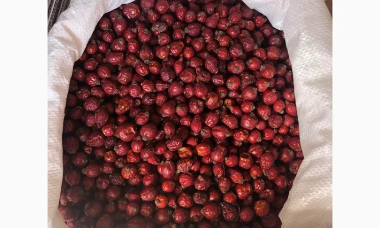 Продам шипшину - фото № 2