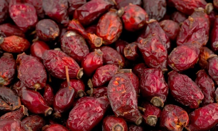 Закупаем свежие Плоды шиповника.красной рябины.Бузины.боярышника.хорошая цена - фото № 1