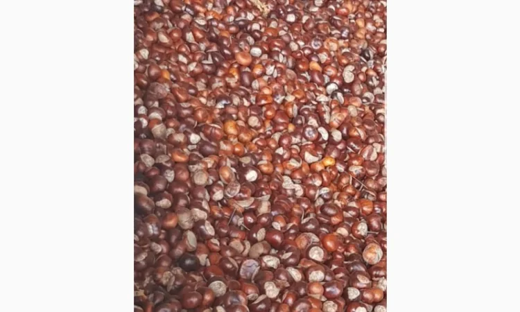 Продам каштан сухой, крупным оптом! Урожай 2024г партии 22 тонн - фото № 3