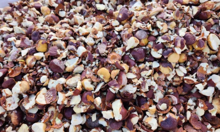 Продам каштан сухой, крупным оптом! Урожай 2024г партии 22 тонн - фото № 1