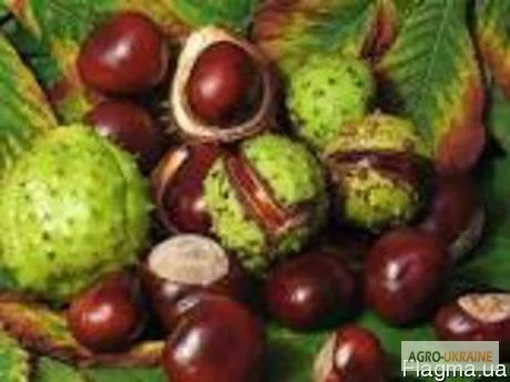 Каштан конский плоды - фото № 1