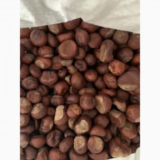 Продам каштан сухий цілий - фото № 2