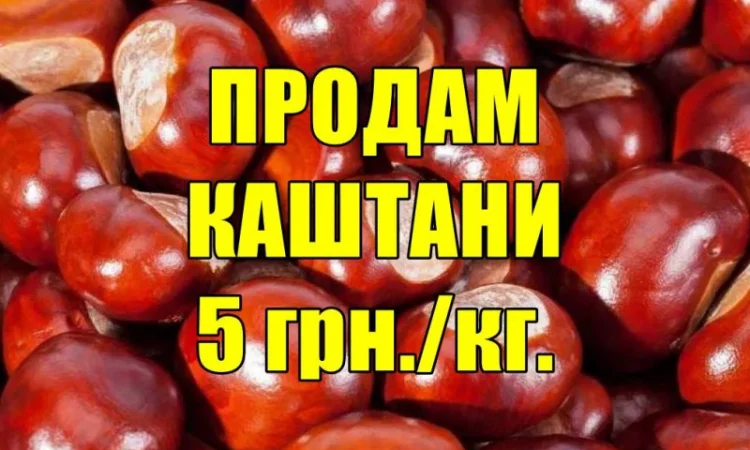 Продам каштани - фото № 1
