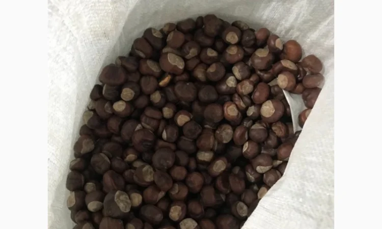 Каштан сухий - фото № 1